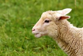 Lamb Cute green grass