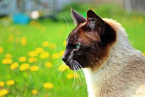 photo profile of a Siamese cat on a dandelion field