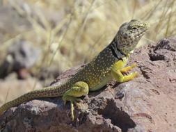 Reptile Lizard Wildlife