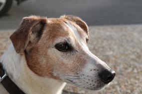 Jack Russell Dog Happy