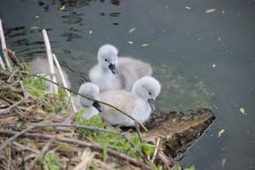 Swan Chicks Swans Water