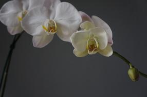 Orchids Cups