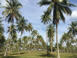Coconut Garden The Longest Streak