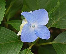 Single Blue Hydrangea
