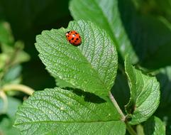 Ladybug Insect Extended Wing at nature