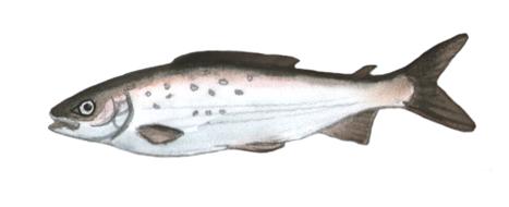 drawing of fresh fish