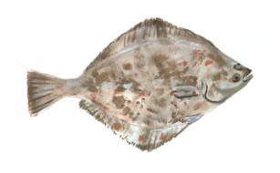 flounder fish water
