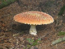 Amanitas Mushrooms Amanita