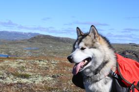 Alaskan Malamute Climbed Sled Dog