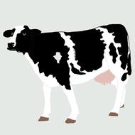 drawing black and white cow on a gray background