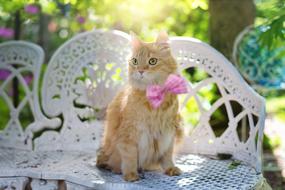 Cute cat with a bow on the bench