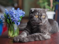 Scottish fold breed Cat lays near vase with flowers