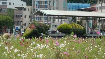 beautiful flowers by the city building