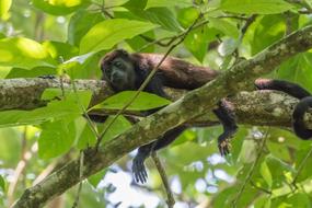 Howler Monkey Rainforest