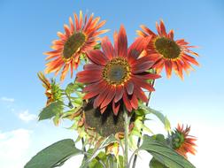 Sunflower Bouquet Flowers