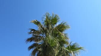 Palm Sky Summer Partly