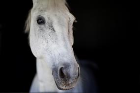 white Horse Head Animal