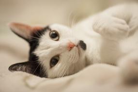 white cat with a spotted head close-up on a blurred background