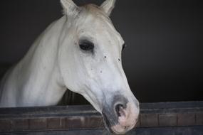 Horse Head white