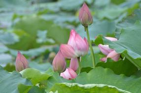 Chase Lotus