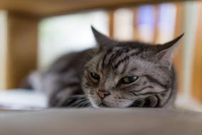 Cat Afternoon close-up in blurred background