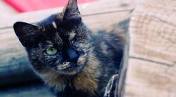 bicolor cat sits near the logs