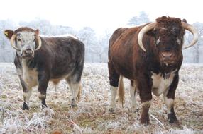 cows fluffy in the dry grass