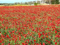Poppy Field Wild