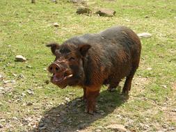 big pig with wool