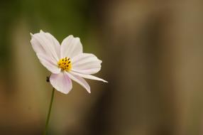 little flower in the field