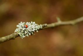 Ladybug on lichen at blur background