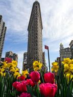 Flatiron Tulip