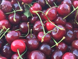 Delicious red cherries