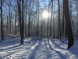 Winter Snow