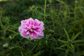Portulaca Grandiflora Indonesian