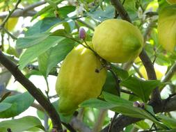 Lemon Trees