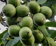 close up of ripe nuts
