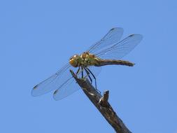 dragonfly on a broken branch against the blue sky