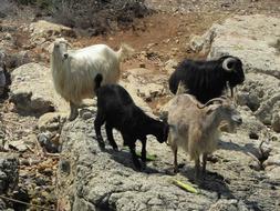 Goat Animal black white grey