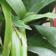Reptile Lizard Green leaf