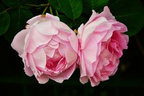 Rose Pink Bloom