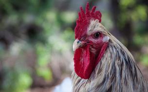 face of a cute chicken on the farm