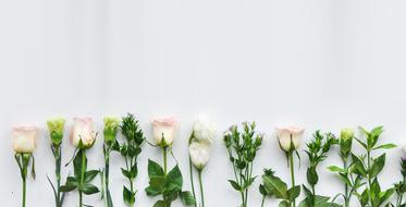 roses for jewelry on a white background