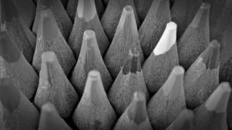 black and white photo of pencils
