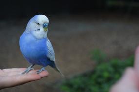 incredibly charming Parakeet Bird