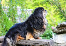 Profile portrait of the cute, colorful and beautiful, fluffy Tibetan Spaniel dog, near the green plants