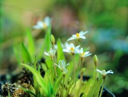 Rhodohypoxis Baur In White African flower