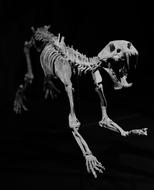 Skeleton Fossil Sabre Teeth