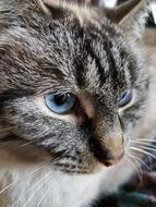 photo portrait of a tabby cat with blue eyes