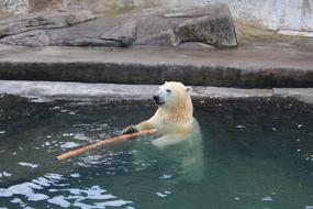 polar bear with a stick in the water at the zoo